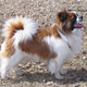 A Tibetan spaniel.